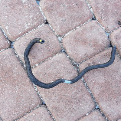 Przewód wąż 2.3 DCI Master III Movano B M9T 702