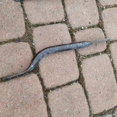 Wspornik pasa przedniego prawy Renault Zoe 554955544R